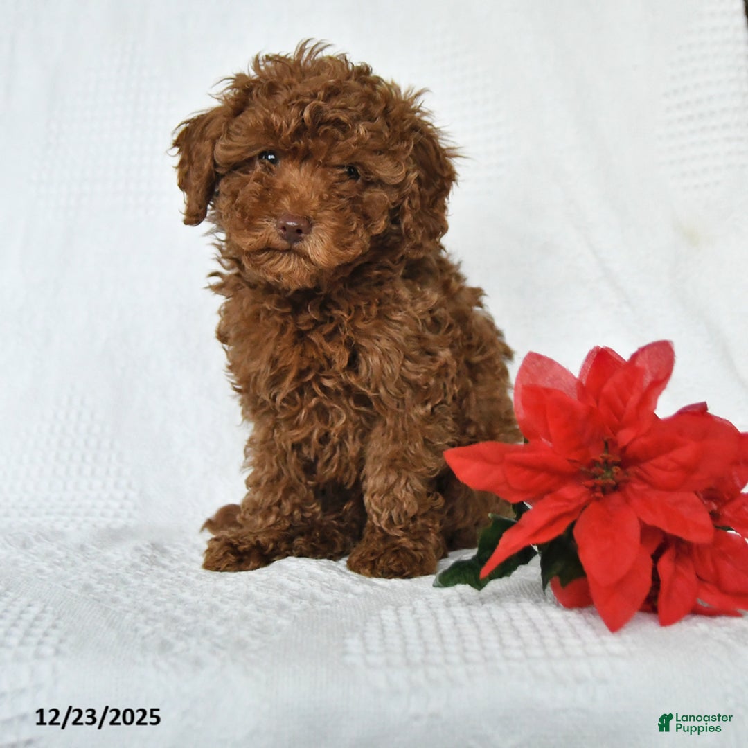 Toy Poodle dogs for sale: Eric - Ad 6
