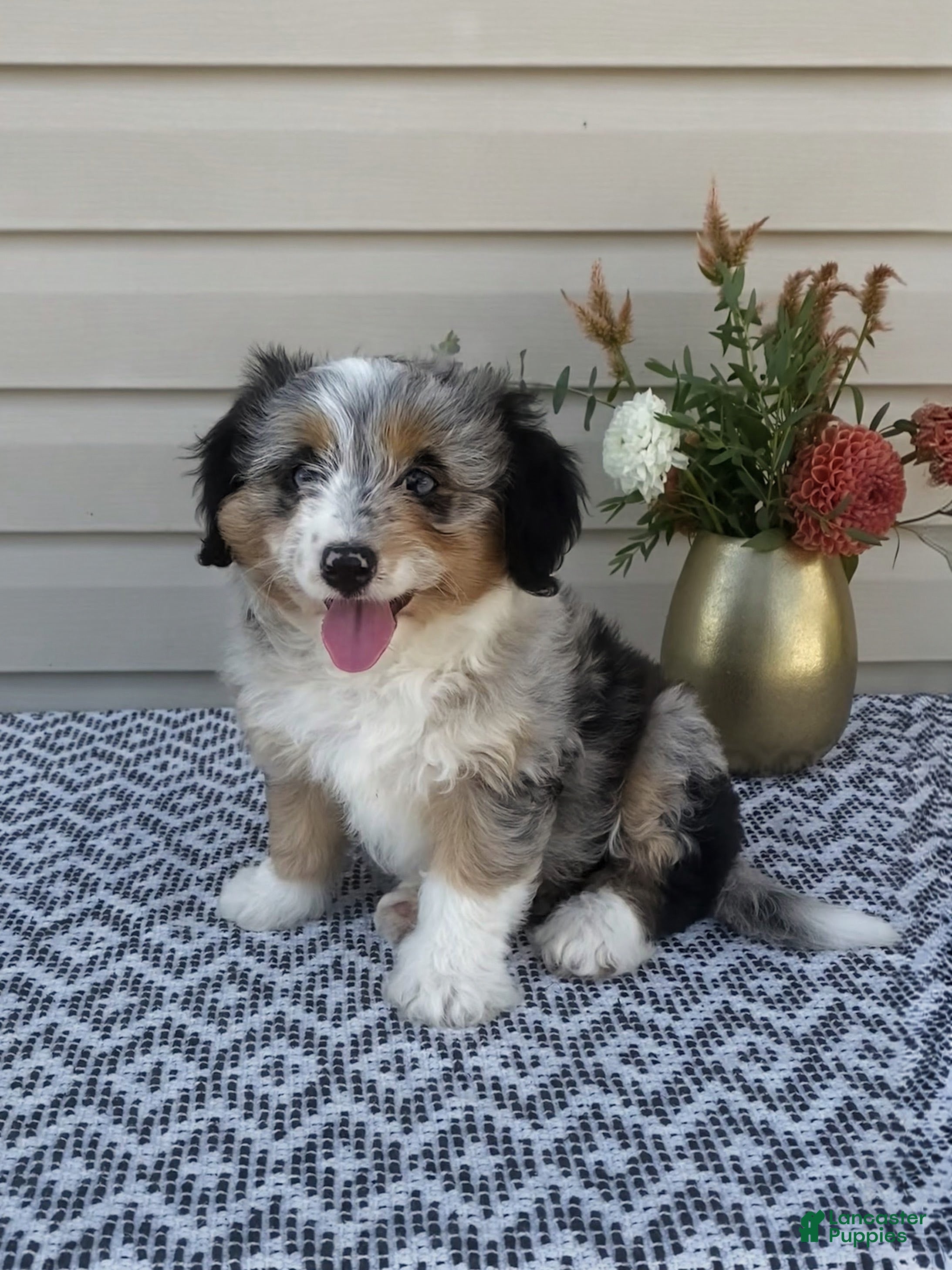 Mini Aussiedoodle dogs Lily - Ad 1
