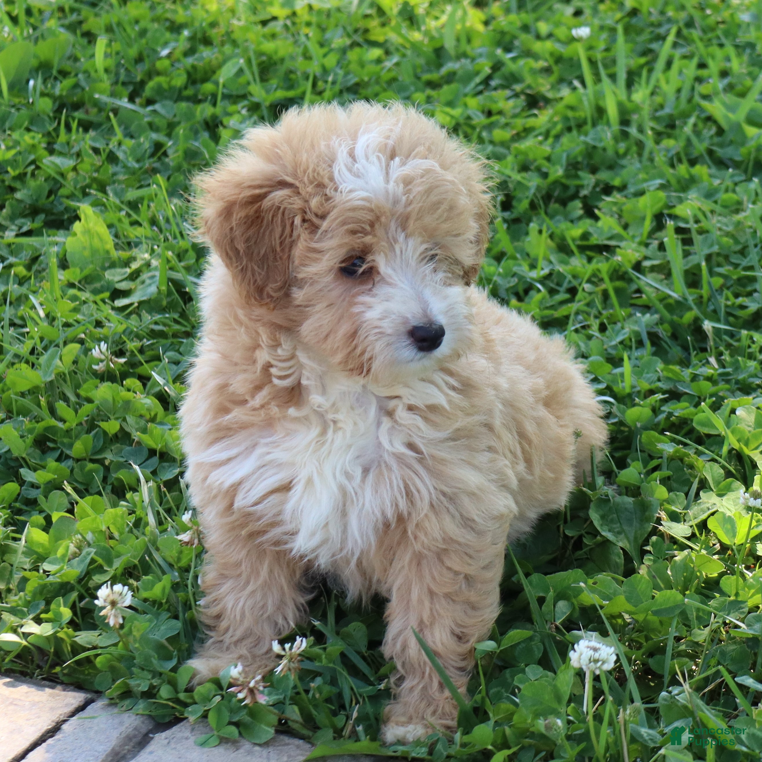 Mini Goldendoodle dogs Jamie - Ad 2