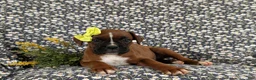 Boxer dogs for sale: Raven - Ad 5