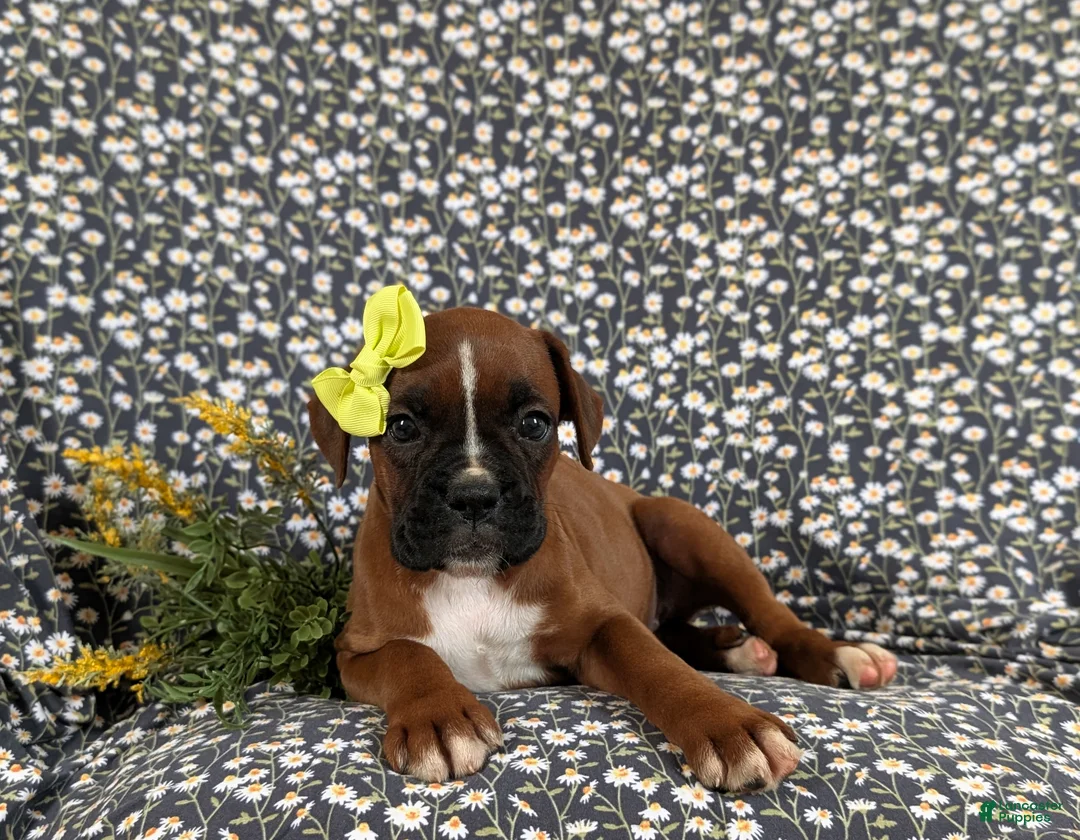 Boxer dogs for sale: Raven - Ad 5