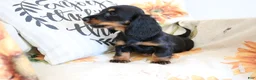 Miniature Dachshund dogs for sale: Daisy - Ad 8