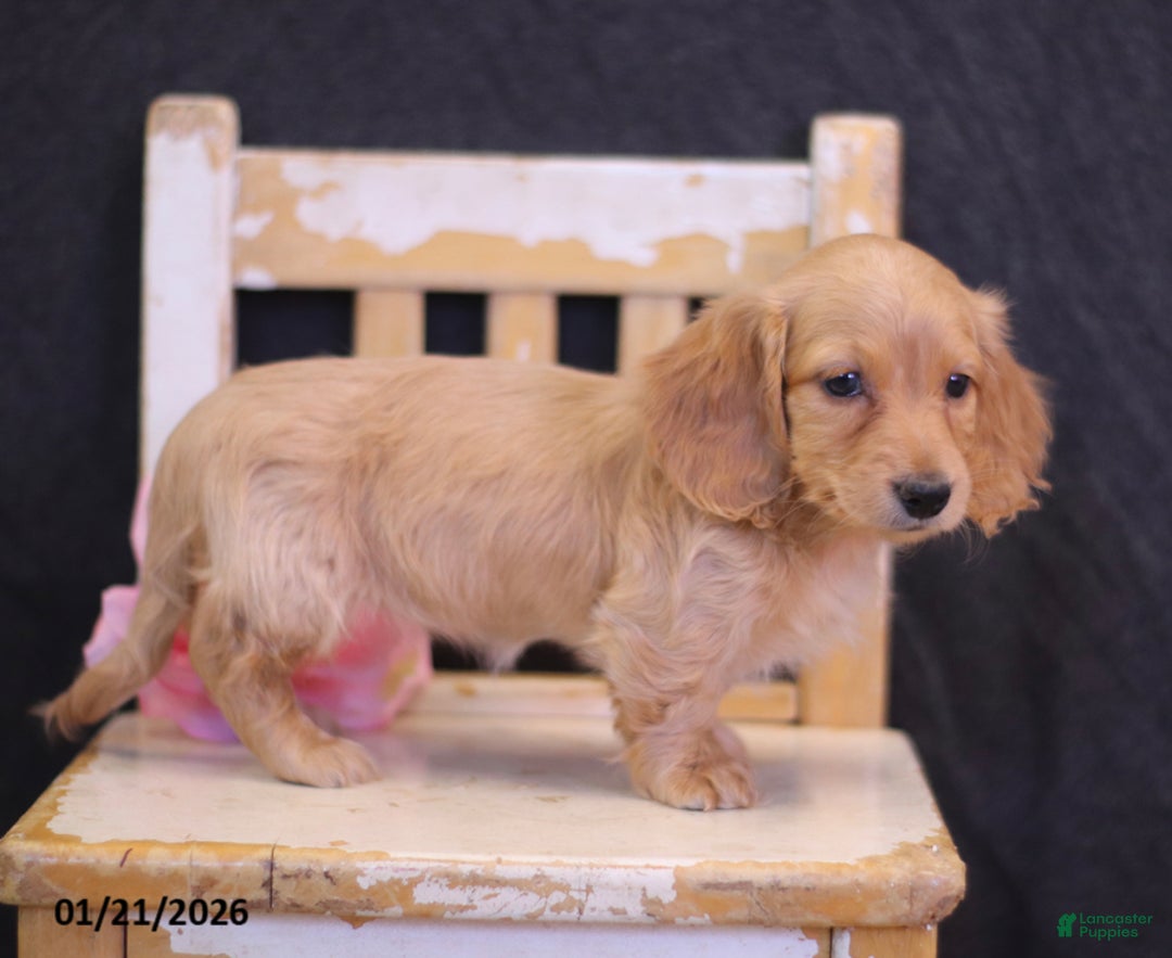 Miniature Dachshund dogs for sale: Lindy - Ad 2
