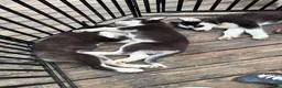 Siberian Husky dogs for sale: Willow - Ad 2