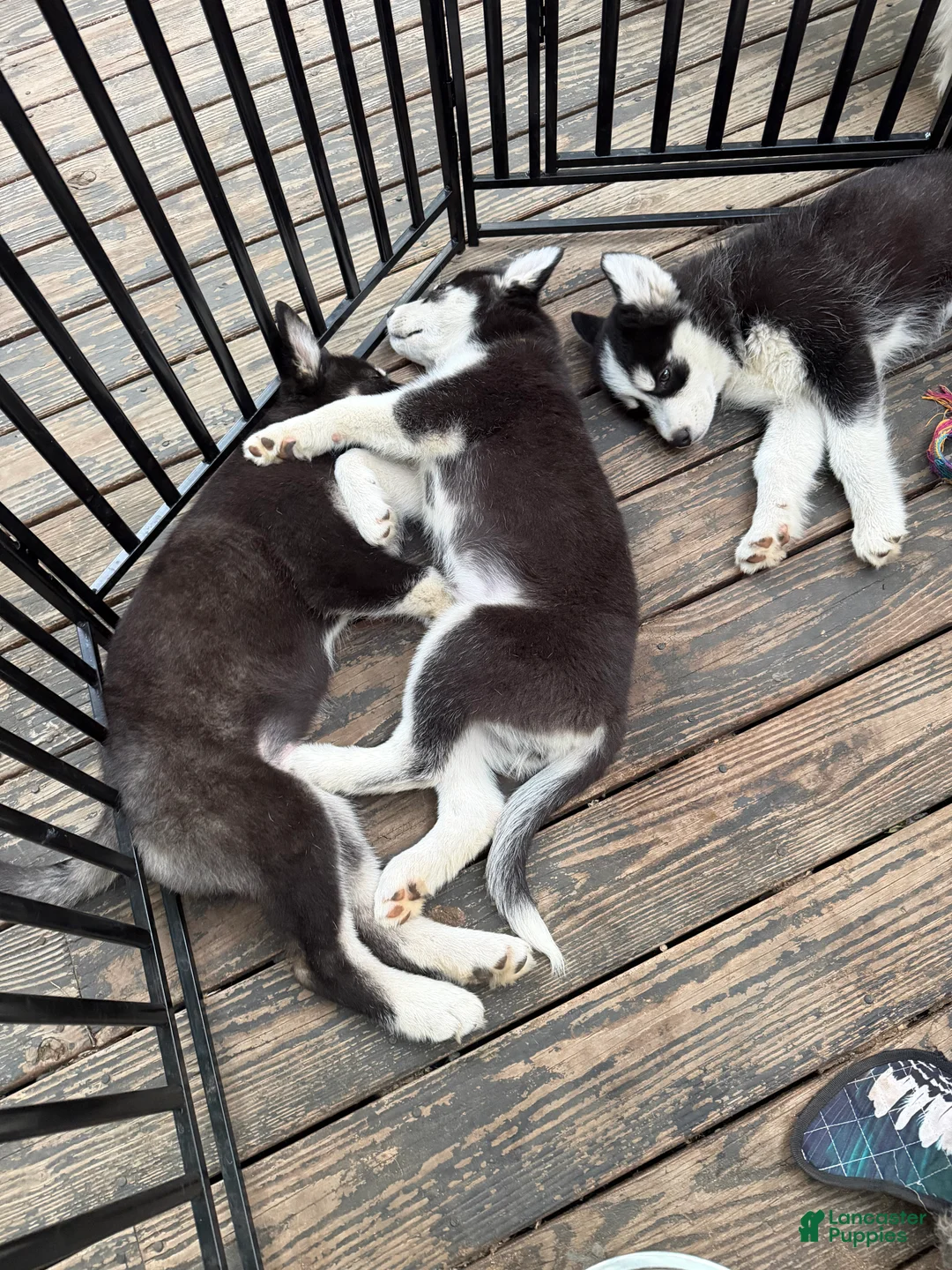 Siberian Husky dogs for sale: Willow - Ad 2