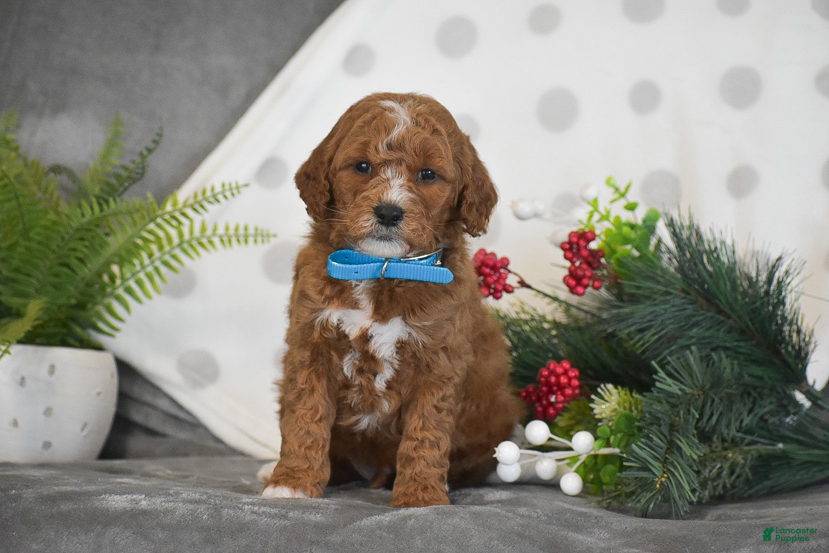 Mini Goldendoodle dogs Ryan - Ad 27