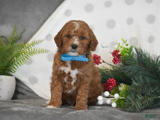 Mini Goldendoodle dogs Ryan - Ad 40
