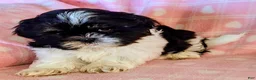 Shih Tzu dogs for sale: Sam - Ad 7
