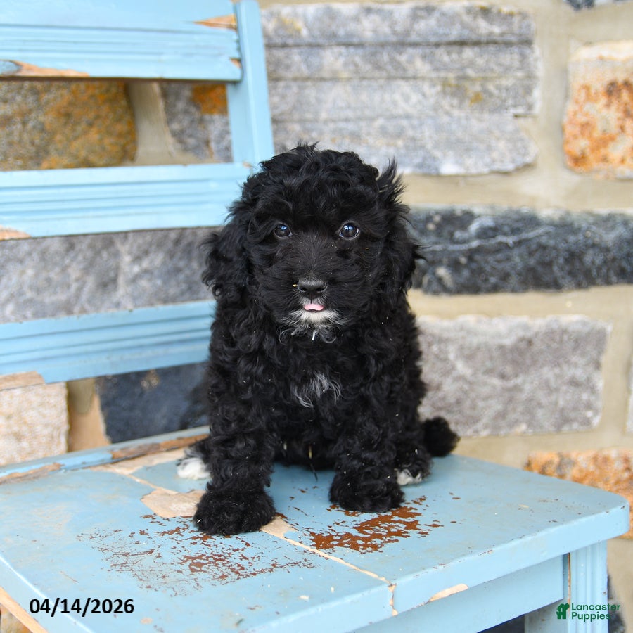 Mixed Breed dogs Brady - Ad 1