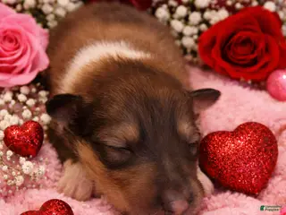 Collie dogs Jack - Ad 4