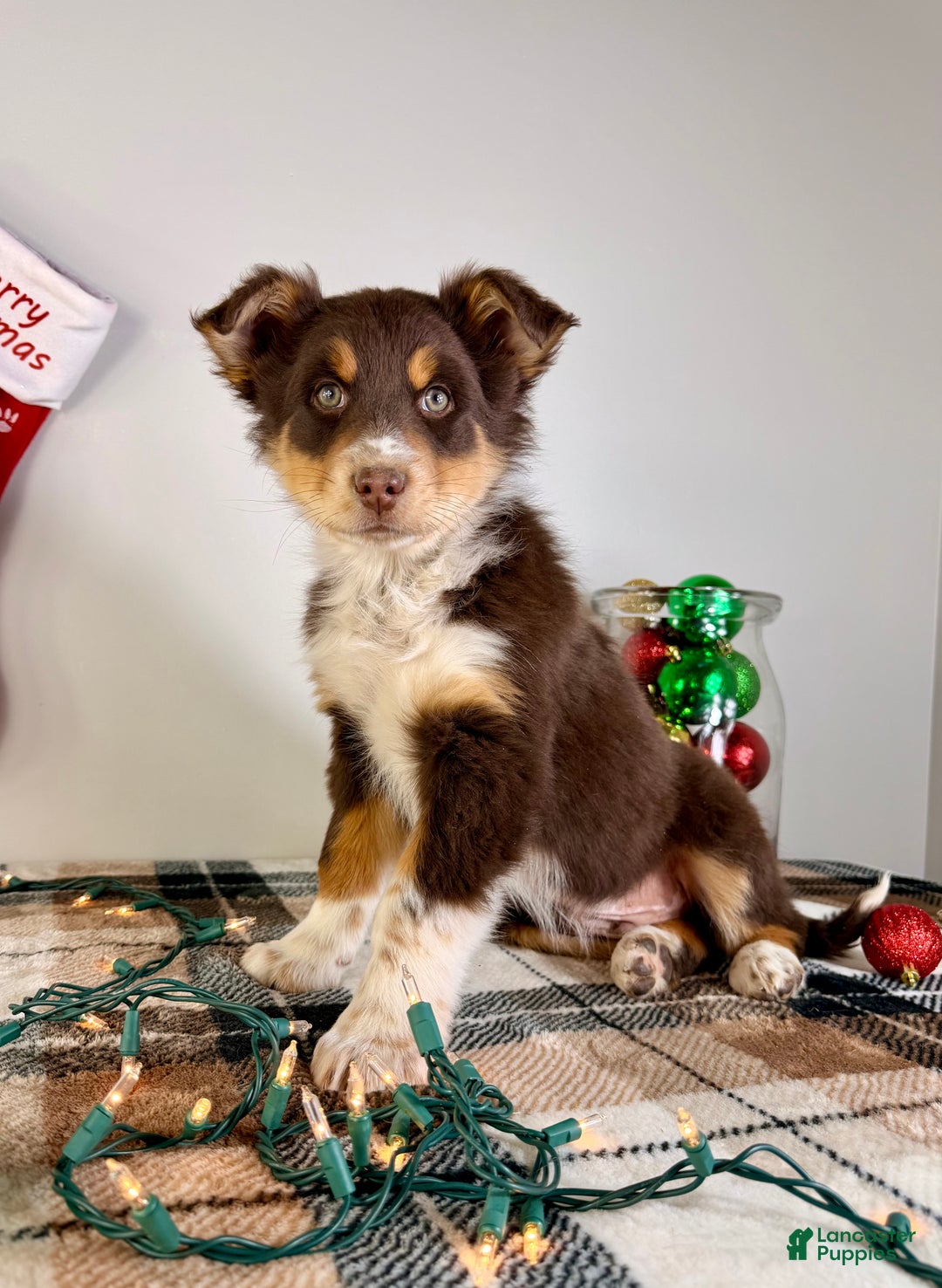 Australian Shepherd dogs for sale: Astro - Ad 2