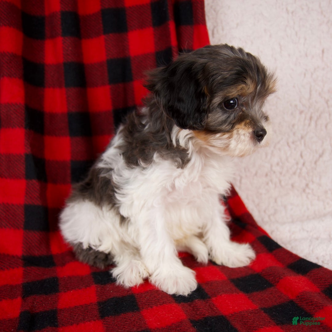 Cavapoo dogs for sale: Polo - Ad 3