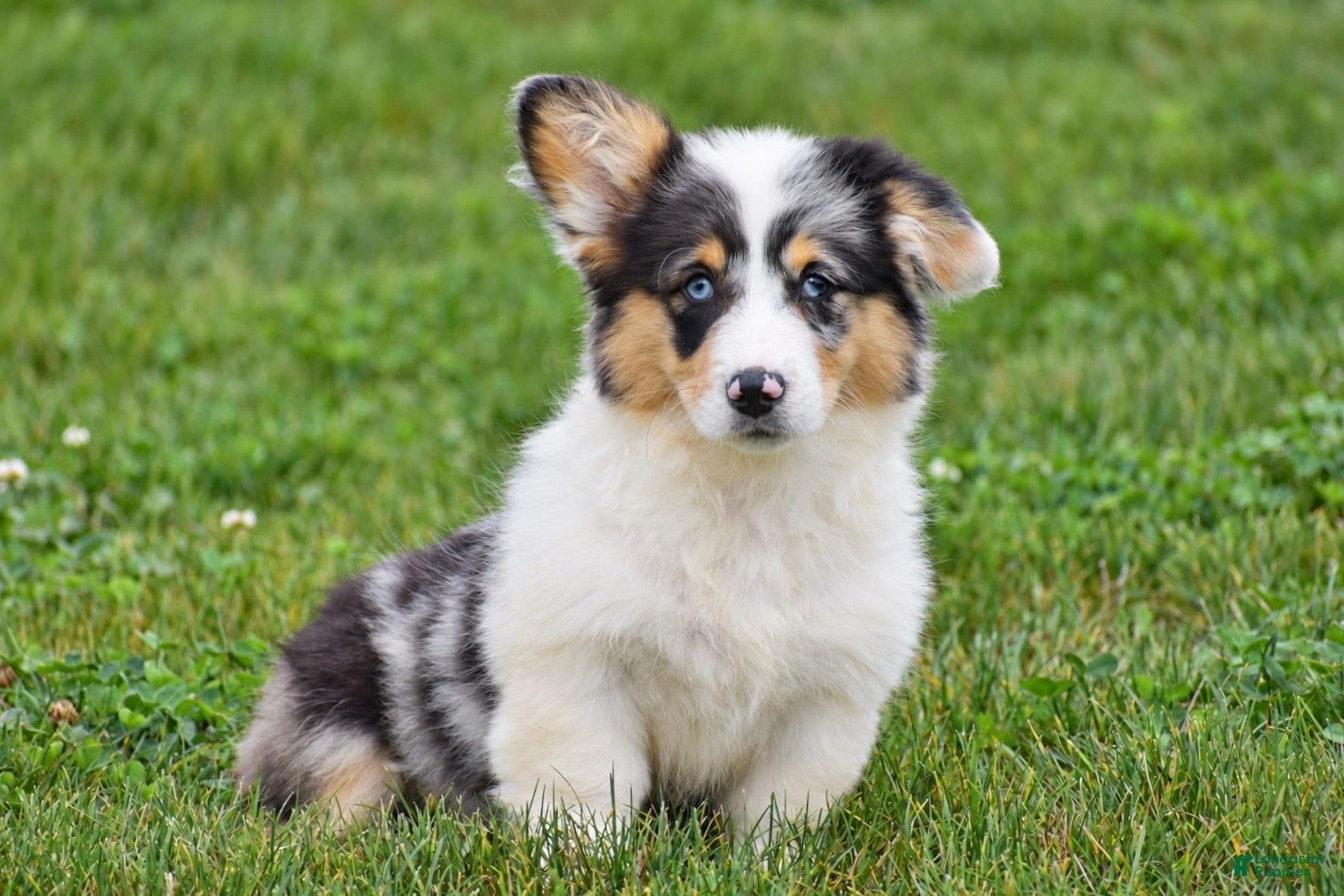 Jenna, Pembroke Welsh Corgi