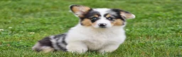 Welsh Corgi Pembroke dogs for sale: Jenna - Ad 1