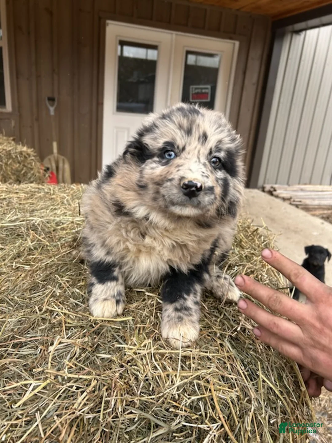 Australian Shepherd dogs for sale: Blue - Ad 3