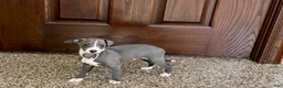 Italian Greyhound dogs for sale: TJ  - Ad 9