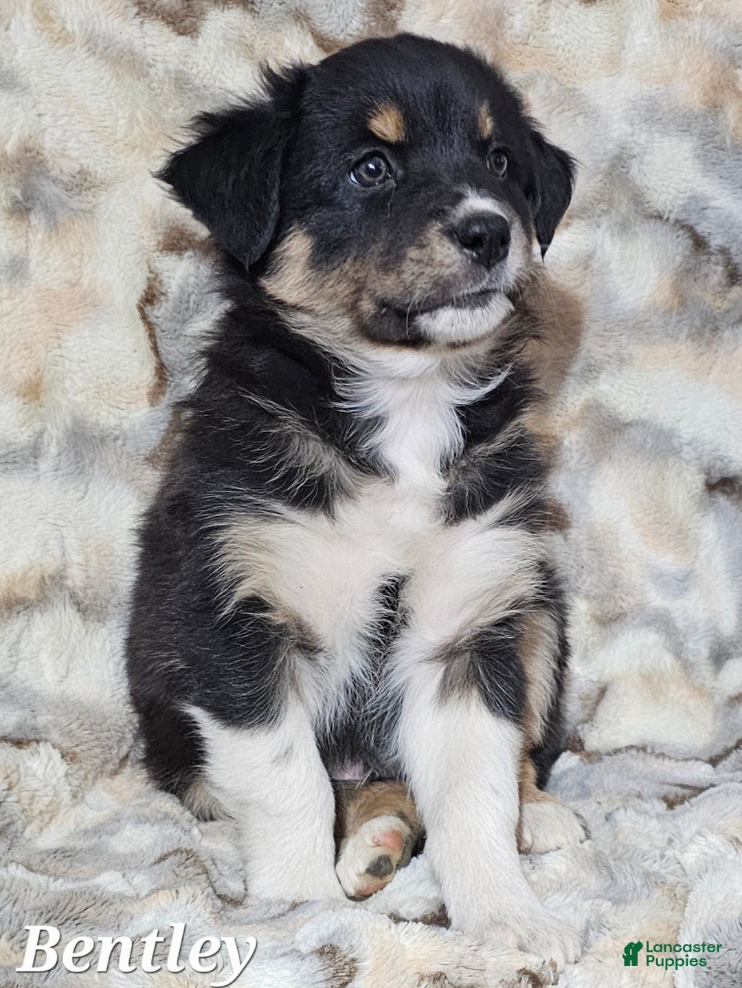 Australian Shepherd dogs for sale: BENTLEY  - Ad 6