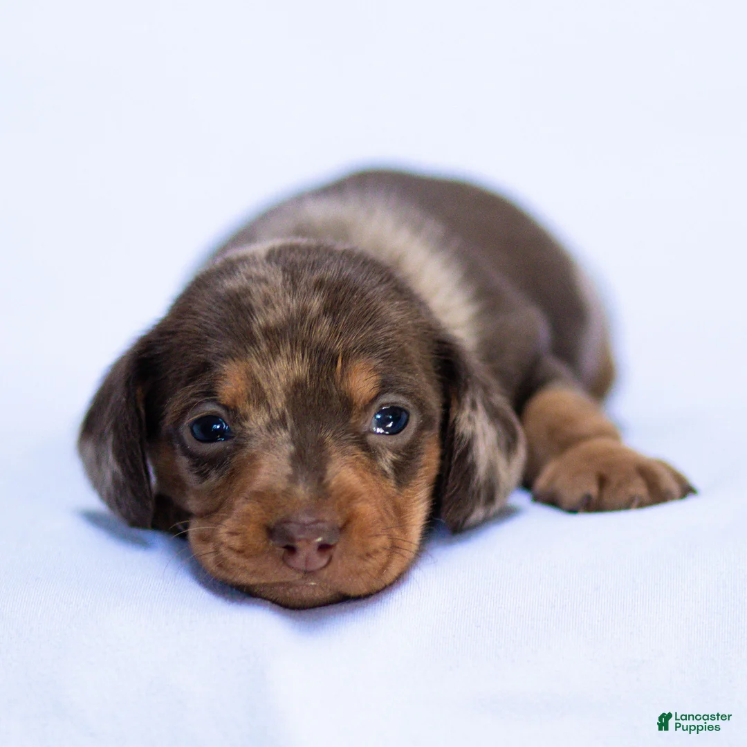 Miniature Dachshund dogs for sale: Theo Miniature Dachshund Puppy  - Ad 2
