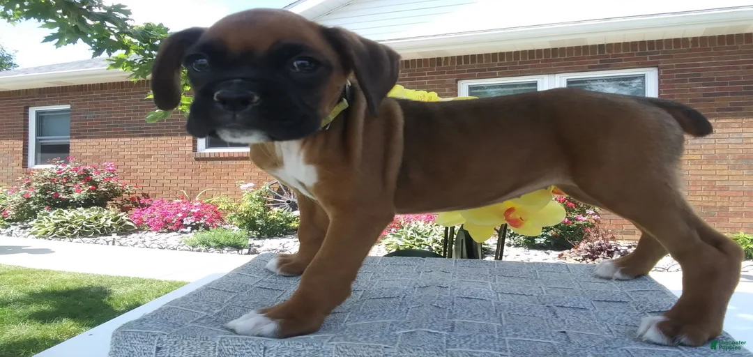 Gallery Image {{count}}