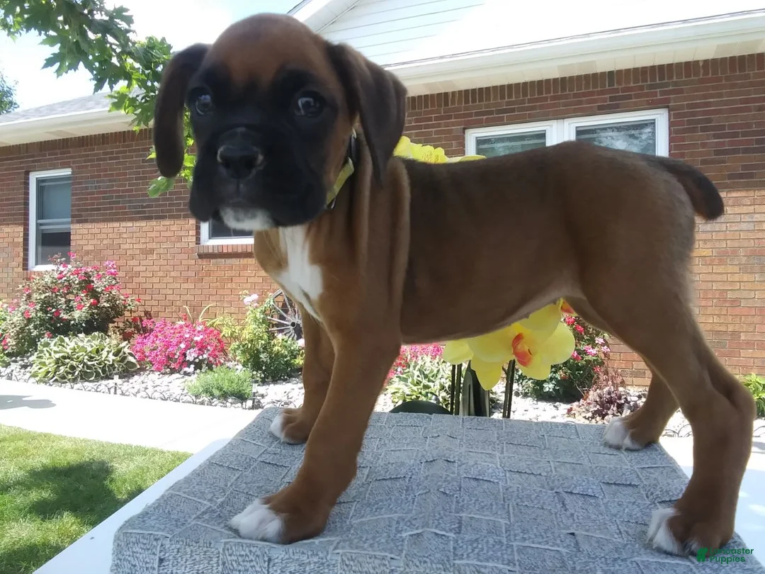 Gallery Image {{count}}