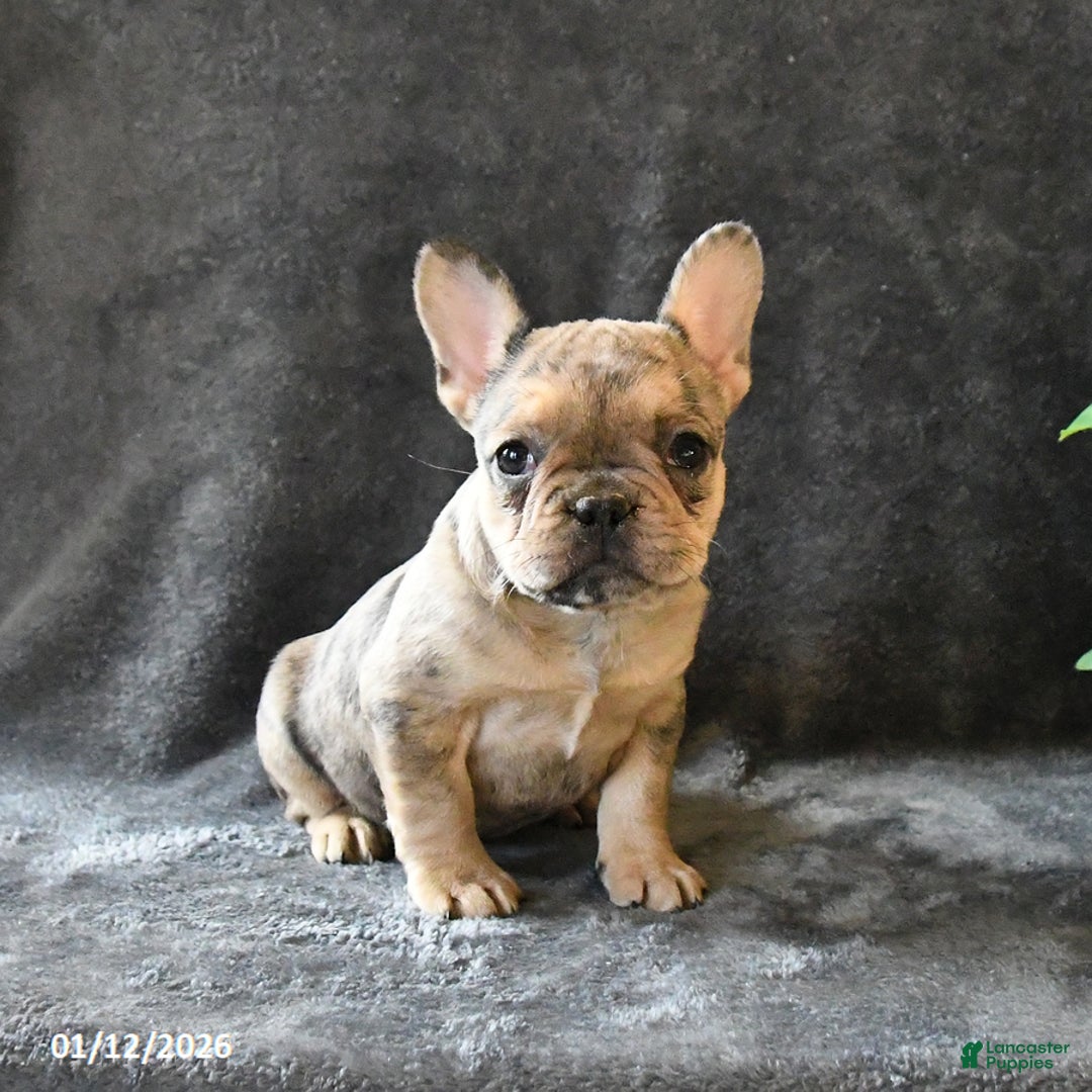 French Bulldog dogs for sale: Paisley - Ad 4