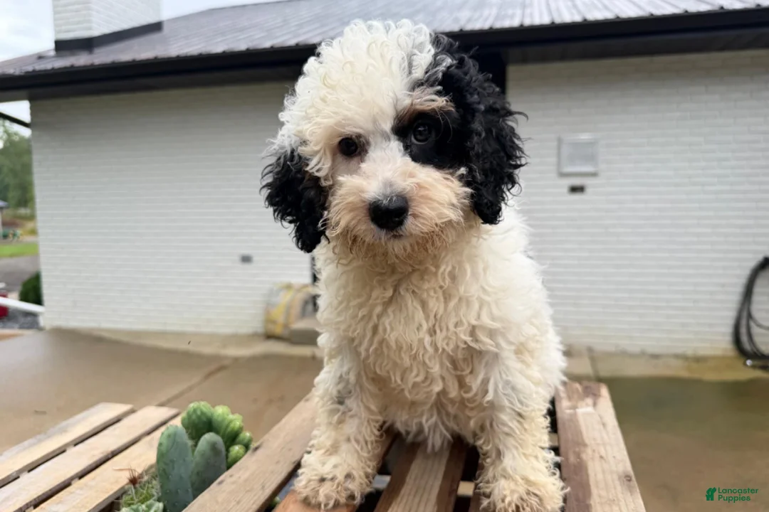 Mini Bernedoodle dogs for sale: Sapphire - Ad 2