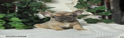 French Bulldog dogs for sale: Mango - Ad 3