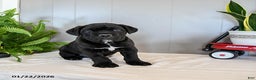 Cane Corso dogs for sale: Fido - Ad 4