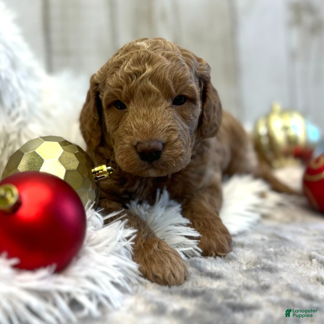 Goldendoodle dogs for sale: Alpha (Miniature Boy) - Ad 2