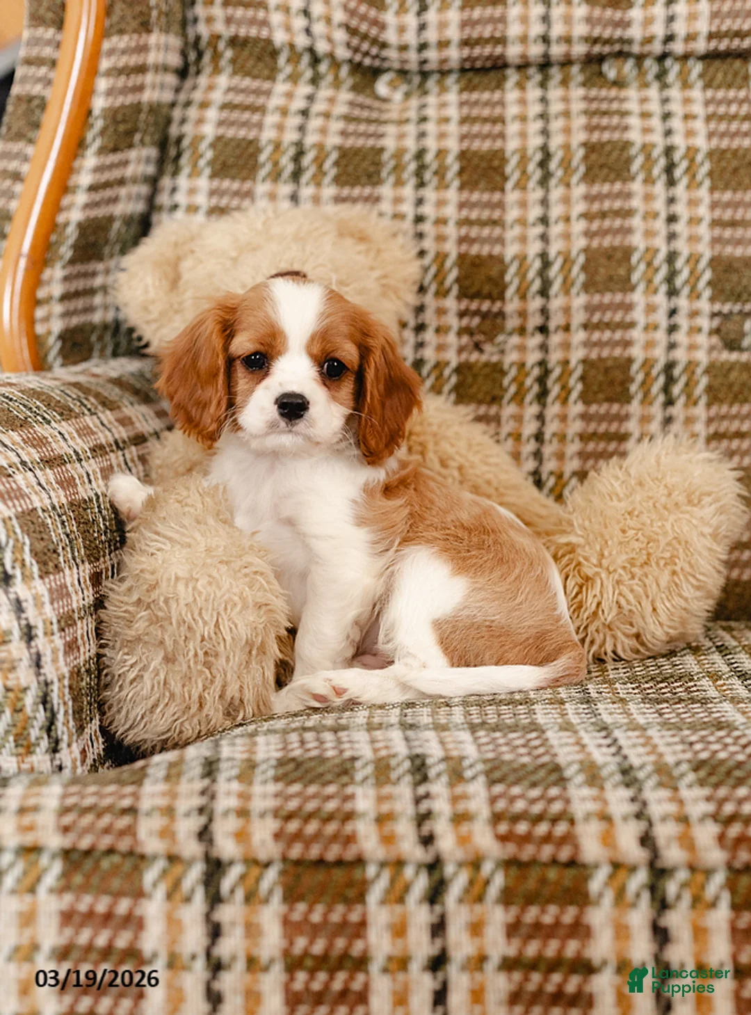 Cavalier King Charles Spaniel dogs for sale: Henry - Ad 1