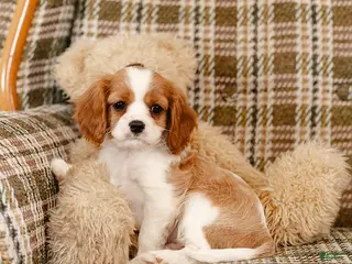 Cavalier King Charles Spaniel dogs for sale: Henry - Ad 2