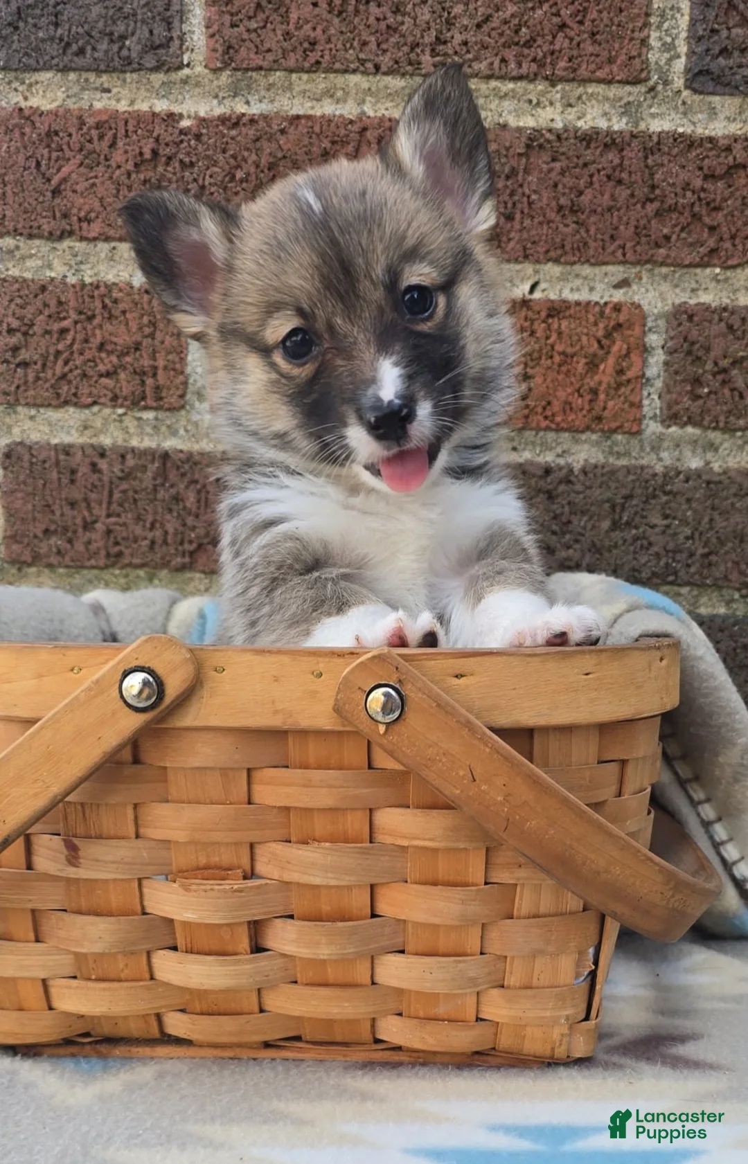Welsh Corgi Pembroke dogs for sale: Welsh Corgi Pembroke Puppy 5 - Ad 1