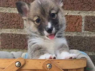 Welsh Corgi Pembroke dogs for sale: Welsh Corgi Pembroke Puppy 5 - Ad 1