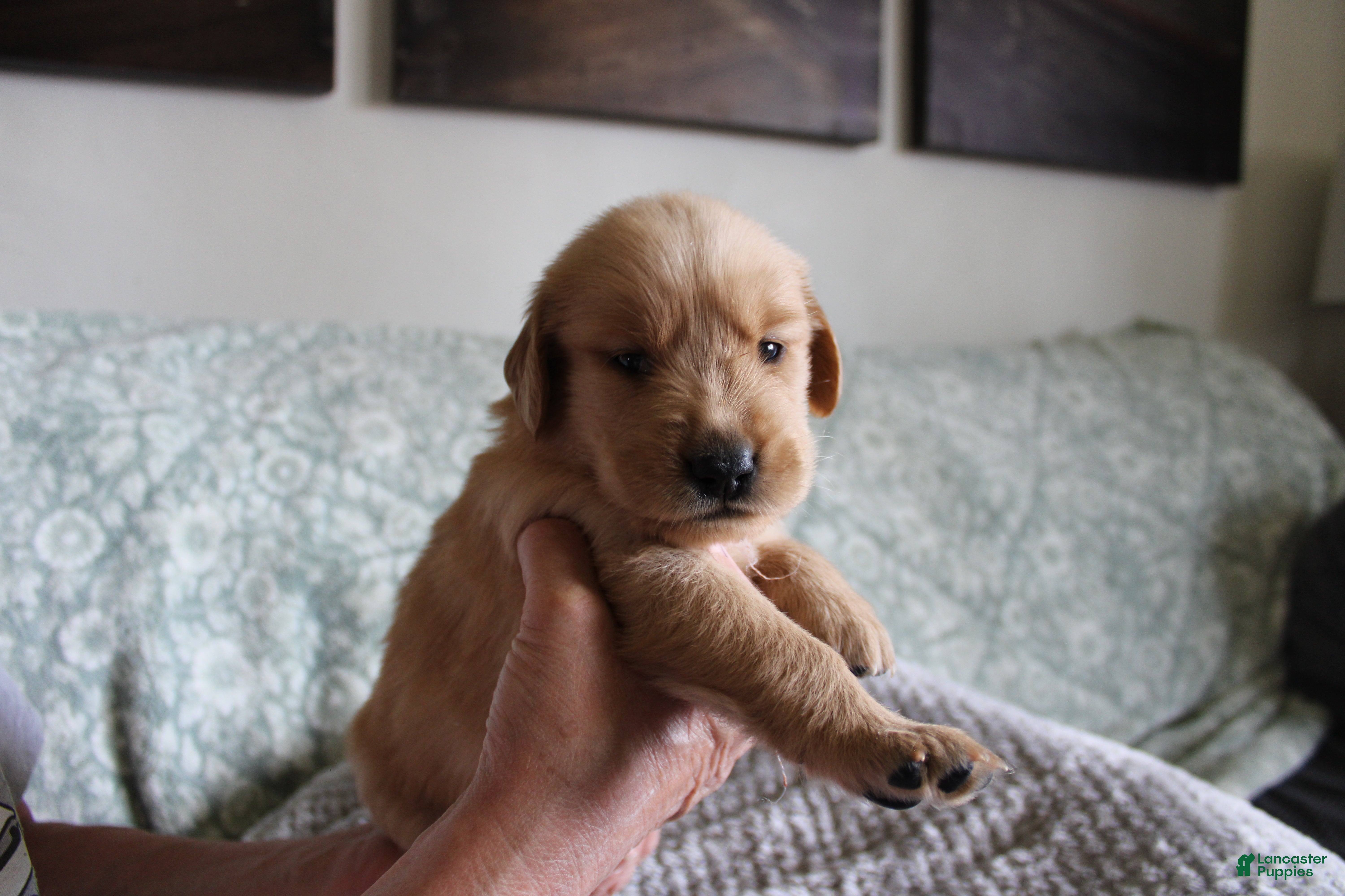 Golden Retriever dogs Golden Retriever Puppy 7 - Ad 6