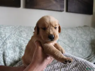 Golden Retriever dogs Golden Retriever Puppy 7 - Ad 6