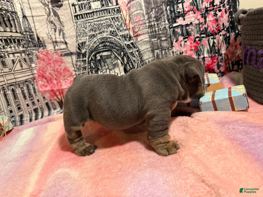 English Bulldog dogs for sale: Paris  - Ad 2