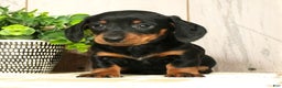 Miniature Dachshund dogs for sale: Chloe - Ad 5