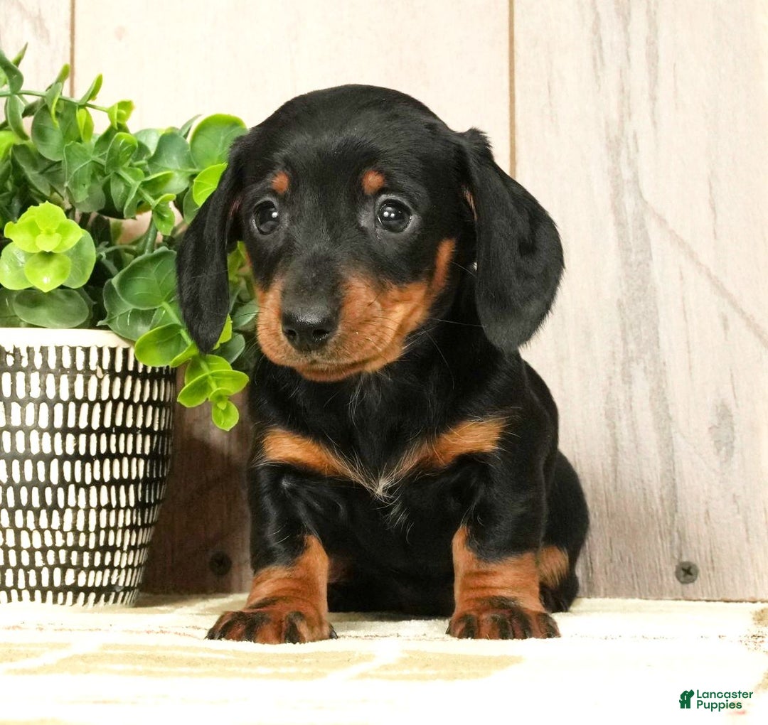 Miniature Dachshund dogs for sale: Chloe - Ad 5