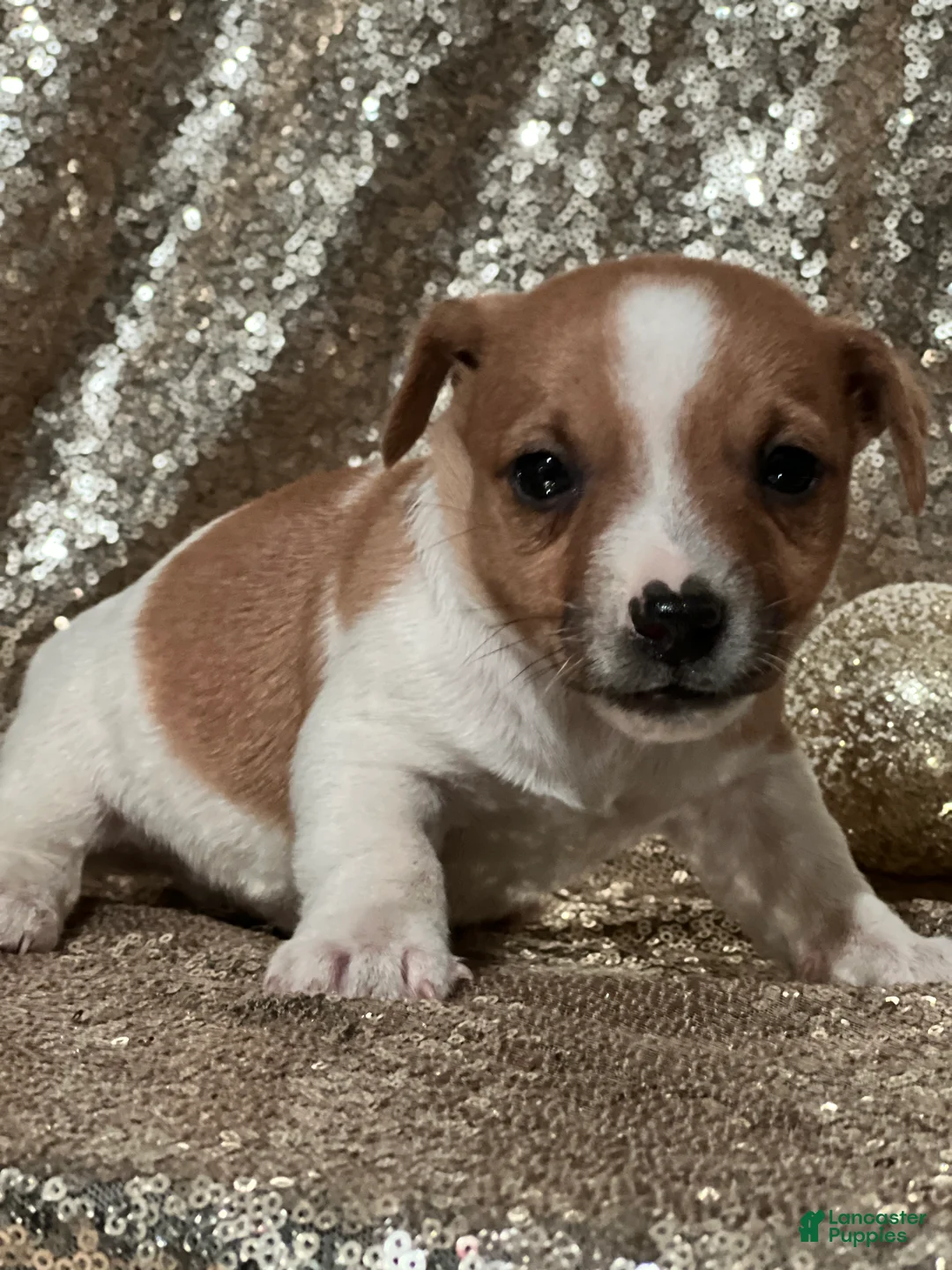 Jack Russell Terrier dogs for sale: Ace - Ad 1