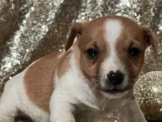 Jack Russell Terrier dogs Ace - Ad 42