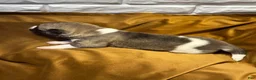 Akita dogs for sale: Aurora - Ad 12
