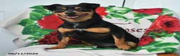 Chihuahua dogs for sale: Jasper - Ad 6