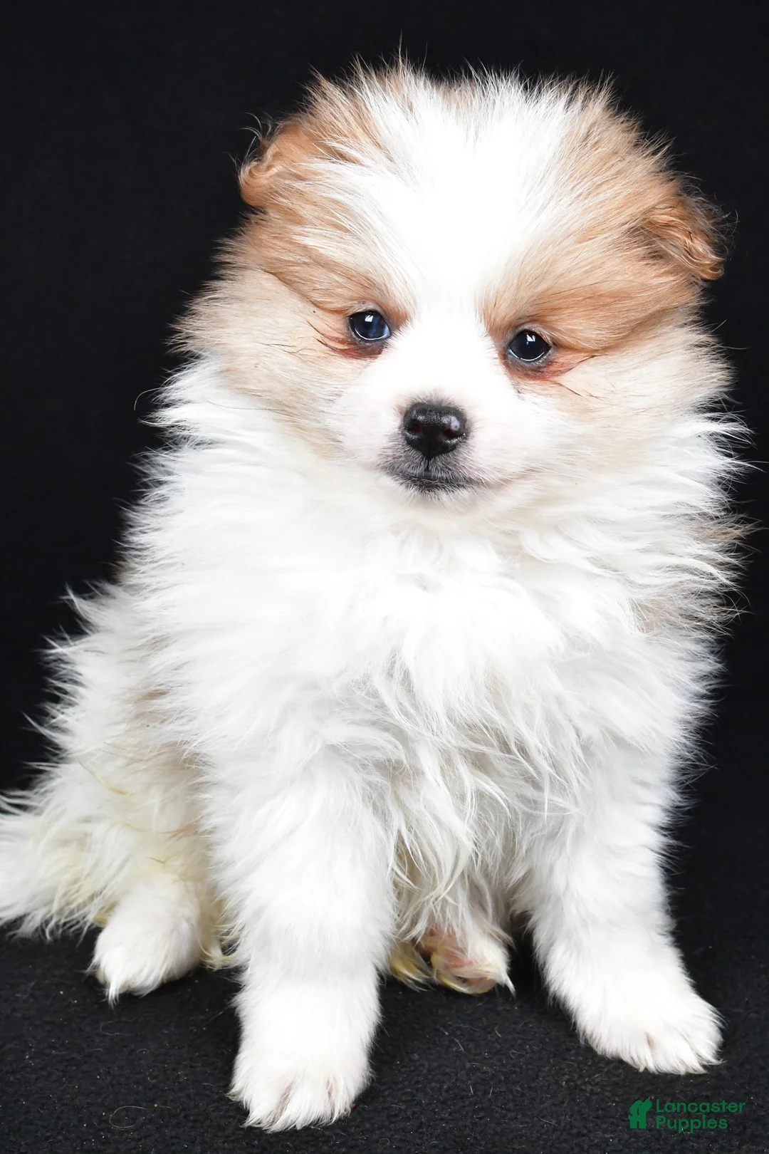 Pomeranian dogs for sale: Tripp - Ad 6