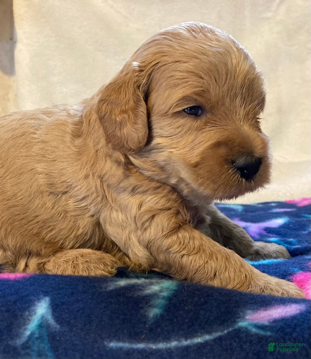 Labradoodle dogs for sale: Tucker - Ad 1