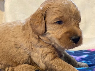 Labradoodle dogs Tucker - Ad 29
