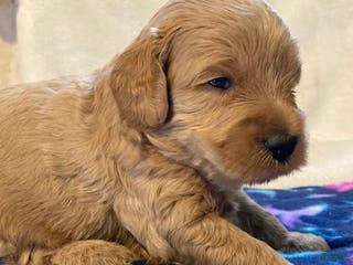 Labradoodle dogs Tucker - Ad 40