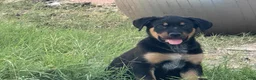 Mixed Breed dogs for sale: Bumblebee - Ad 1
