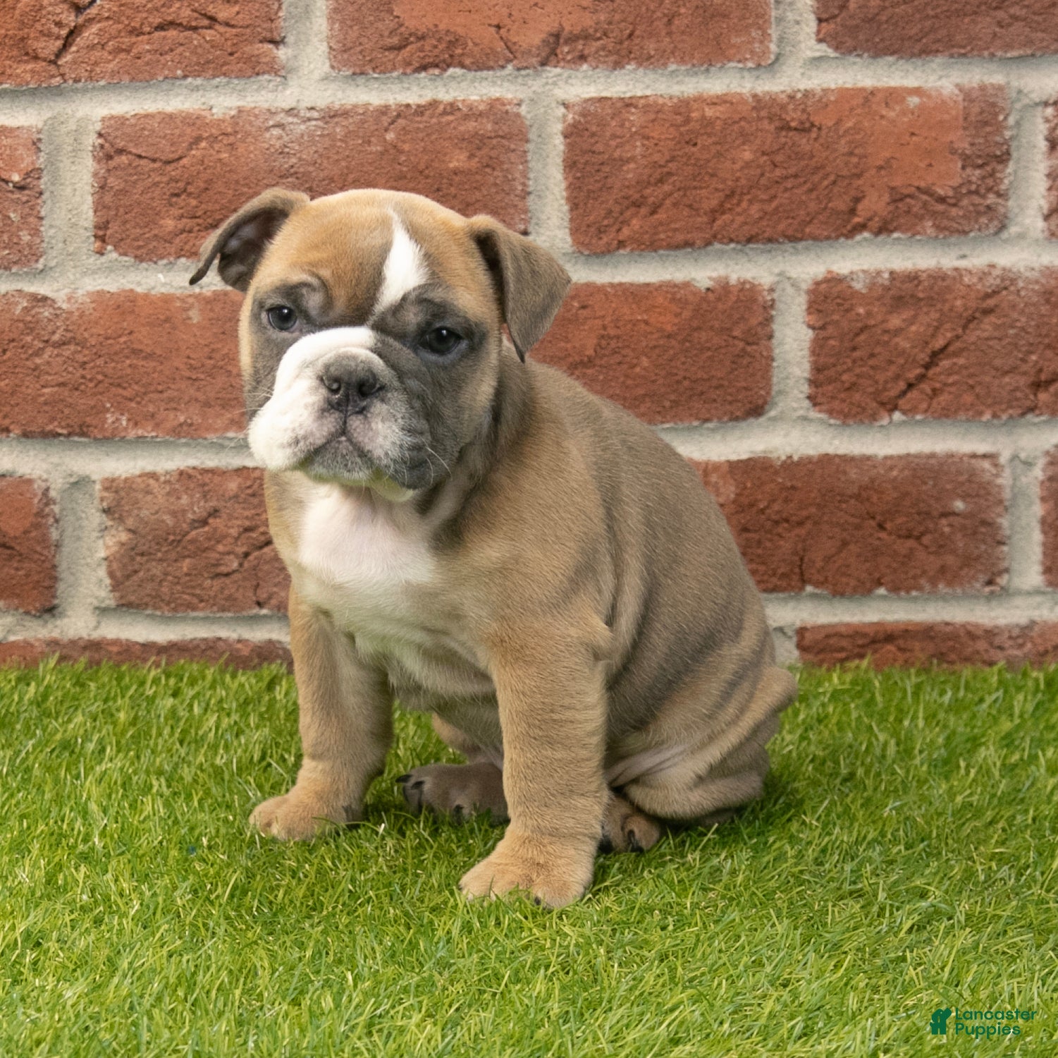 English Bulldog dogs Amber - Ad 31