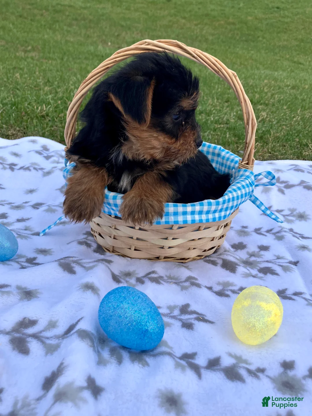 Yorkshire Terrier dogs for sale: Max - Ad 7
