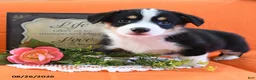 Welsh Corgi Pembroke dogs for sale: Chico - Ad 5